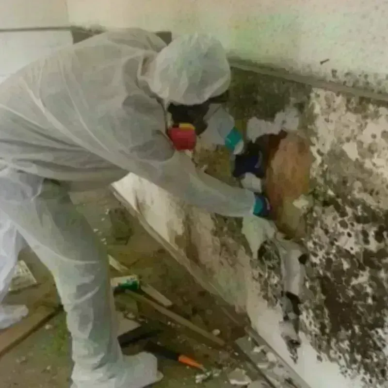 Mold Remediation and Removal in Houck, AZ